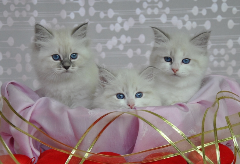 Невские Маскарадные котята