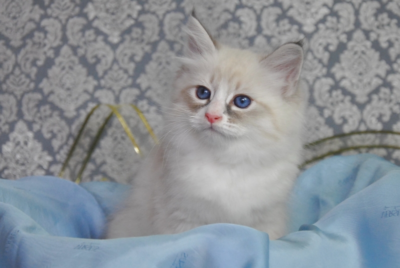 Котята Невские Маскарадные к
