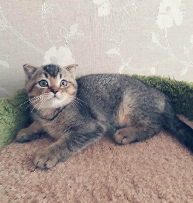 Британский котенок золотая шиншилла ny25