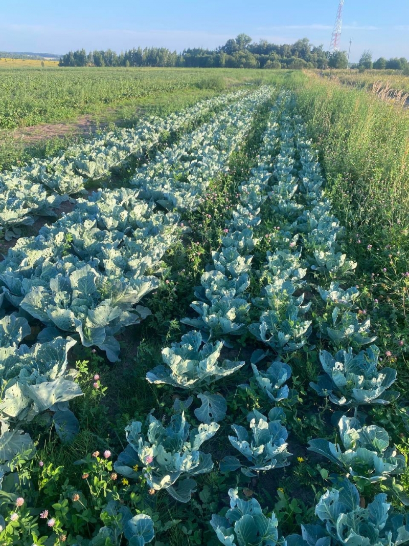 Продажа овощей с полей
