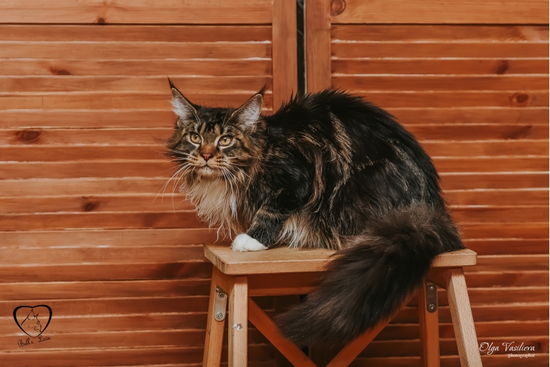 Котёнок Мейн-кун