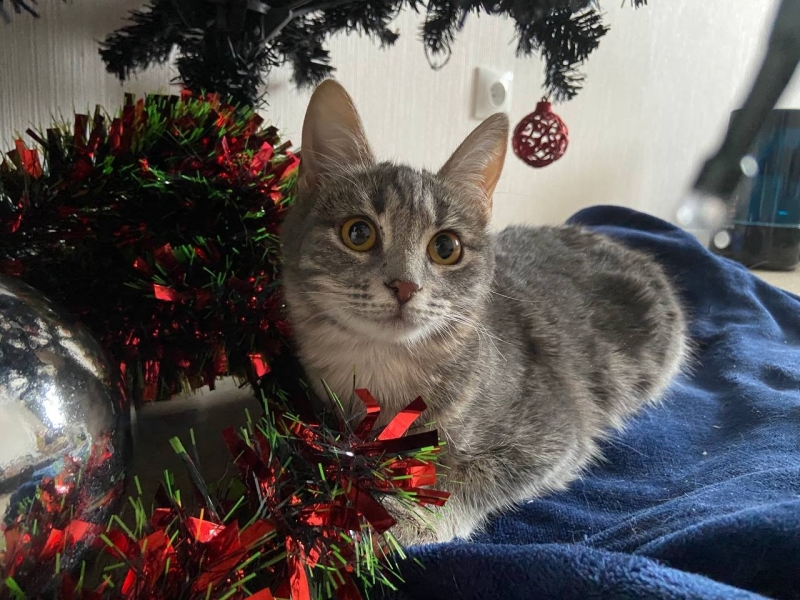 Кошка ищет дом