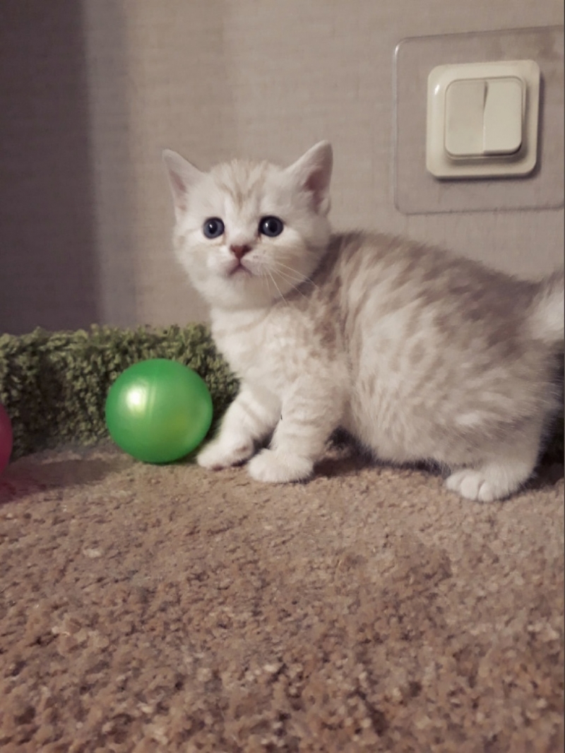 Роскошные британские котята серебристая шиншилла