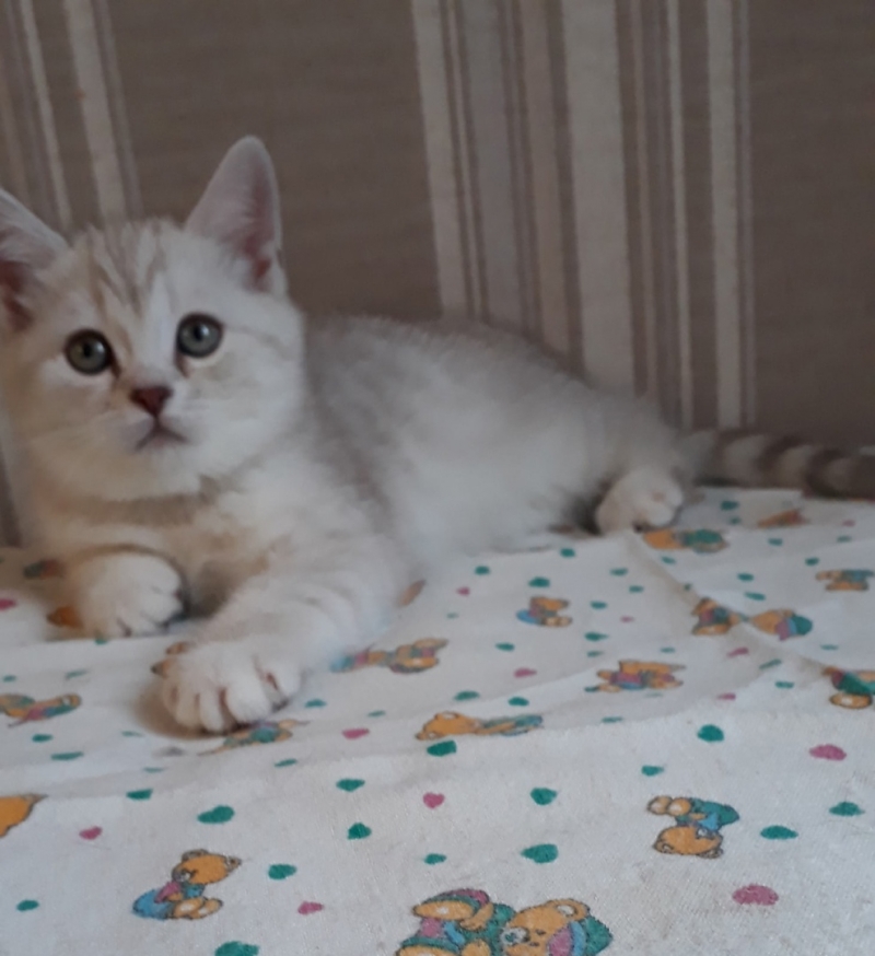 Британские котята девочки окрас шиншилла