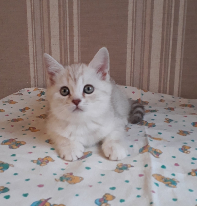 Шикарный котенок девочка окрас крем шиншилла