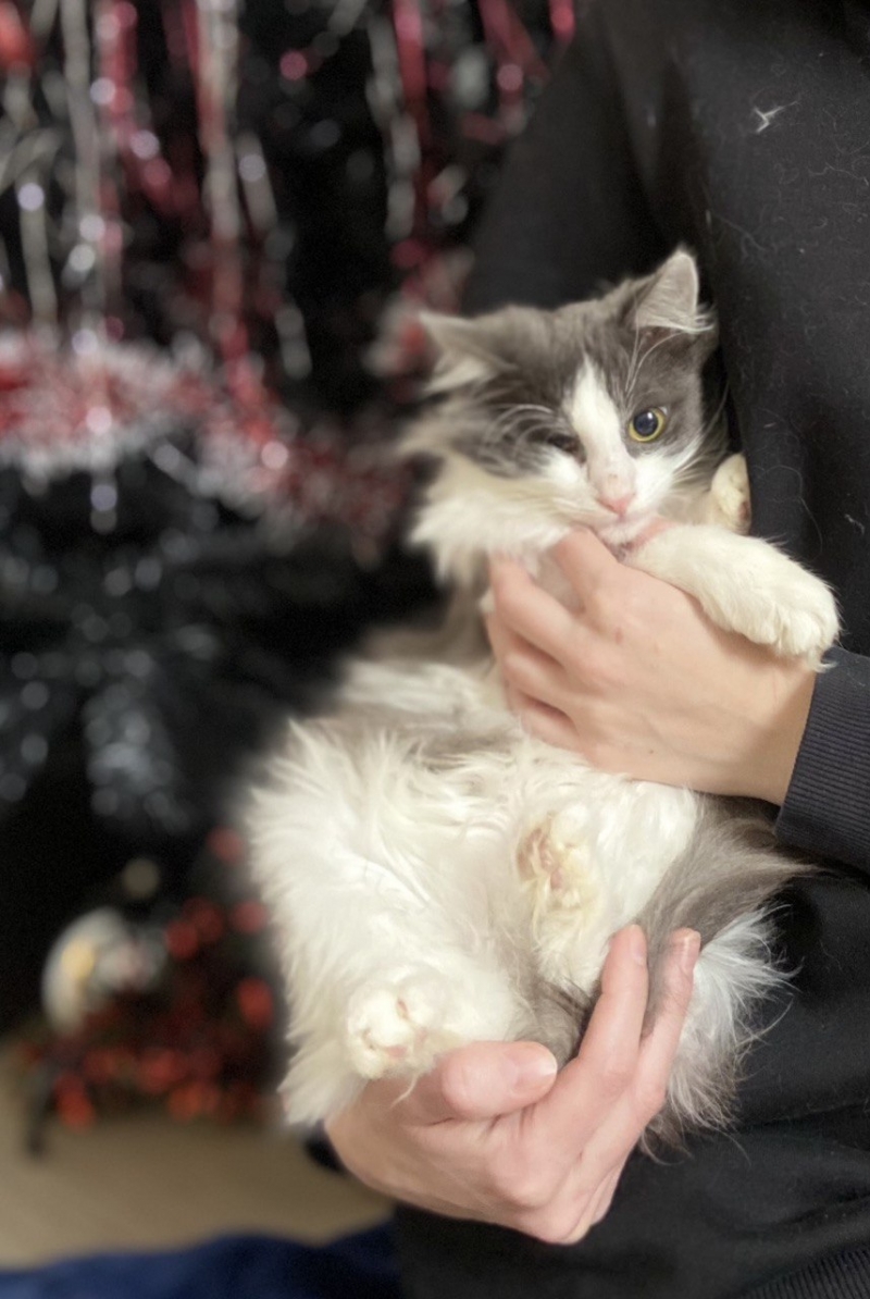 Котик кот ищет дом