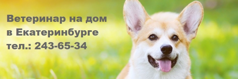 Ветеринар для кошки на дом в Екб