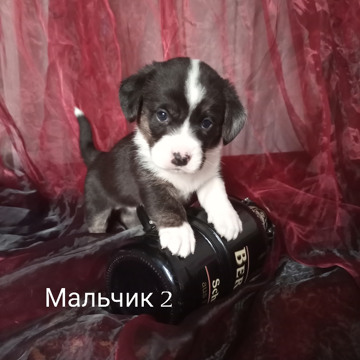 Щенки Вельш-корги кардиган.