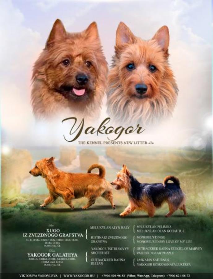 Щeнки pедкой поpoды Австpалийcкий терьeр