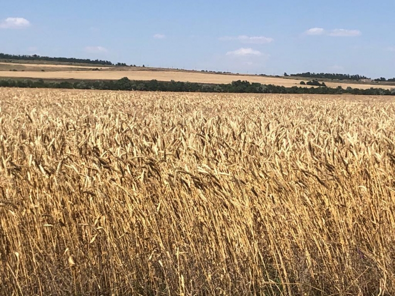 Продажа земель сельхозназначения