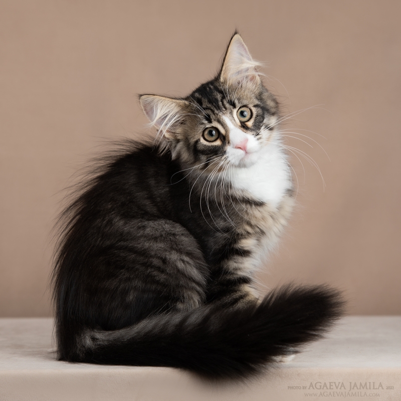 Норвежская лесная кошечка