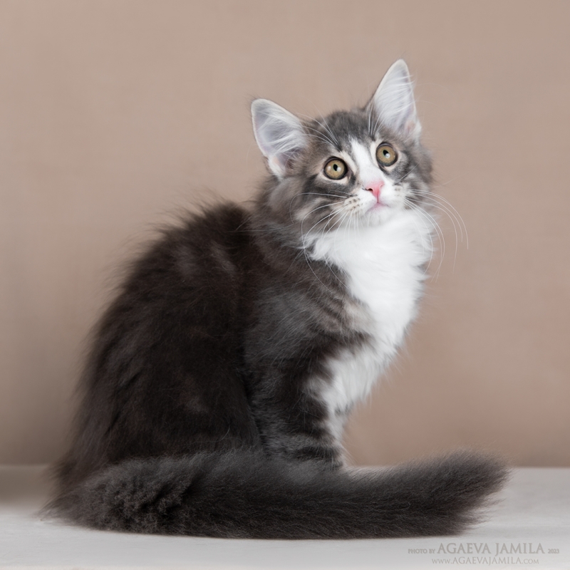 Норвежский лесной кот