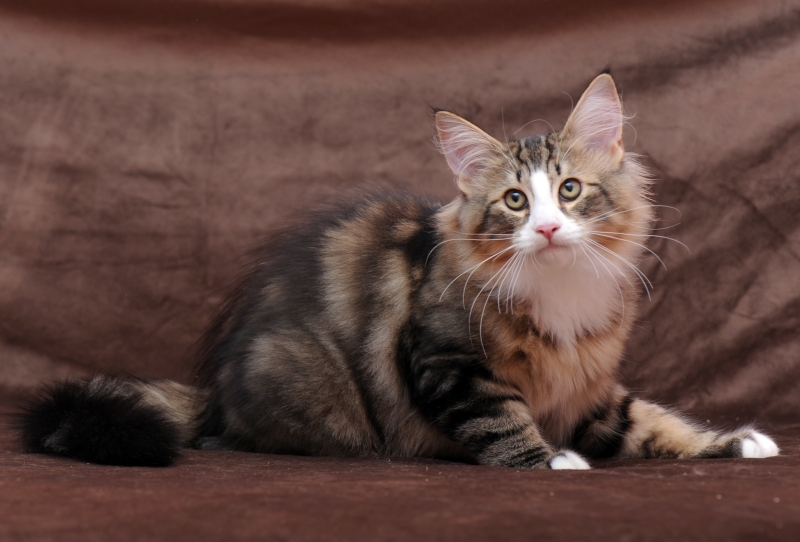 Норвежский лесной кот Джаспер