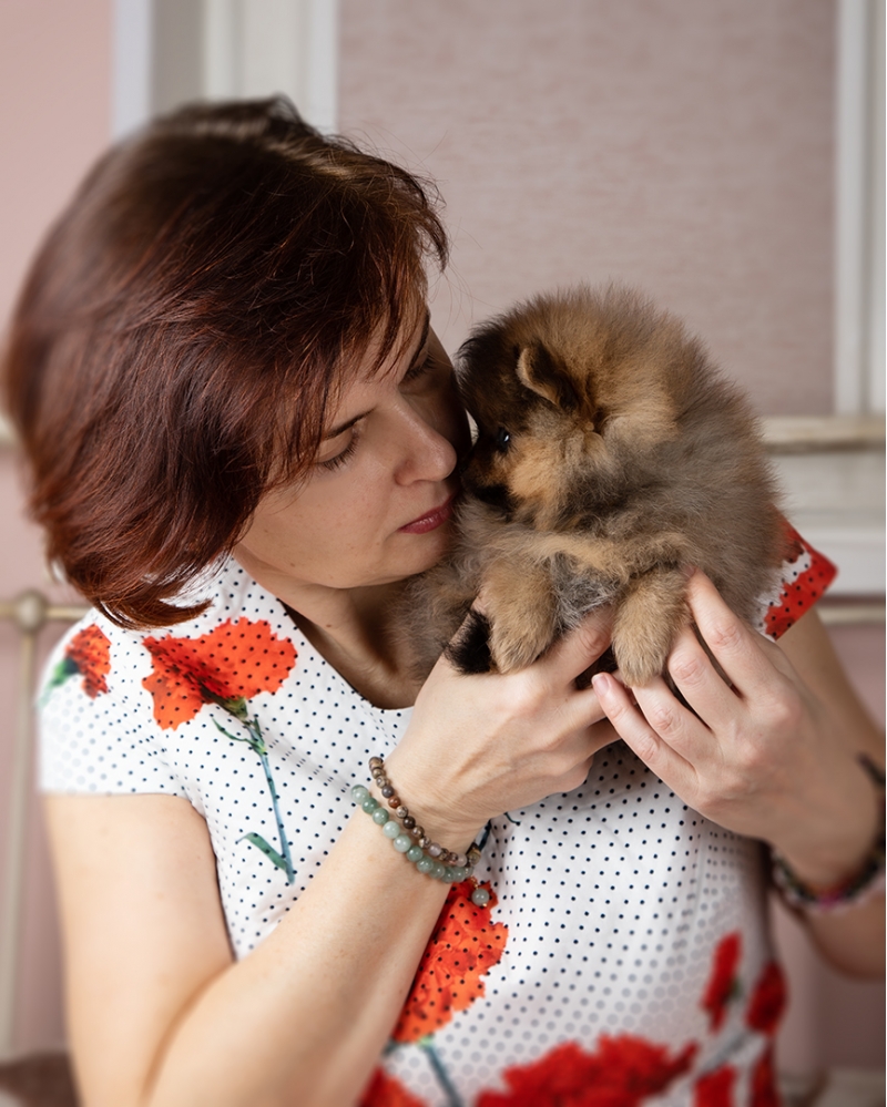Щенок померанского шпица