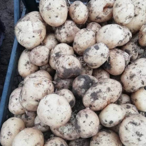 Бронирование раннего урожая картошки и морковки в Алтайском крае