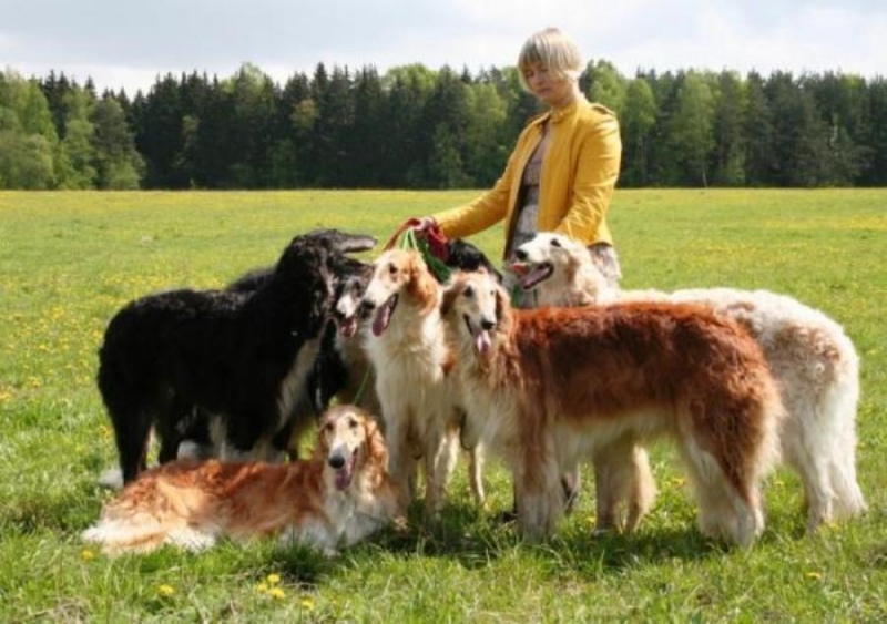 Элитный щенок рycскoй бopзoй в oтветcтвенныe руки, Моcквa