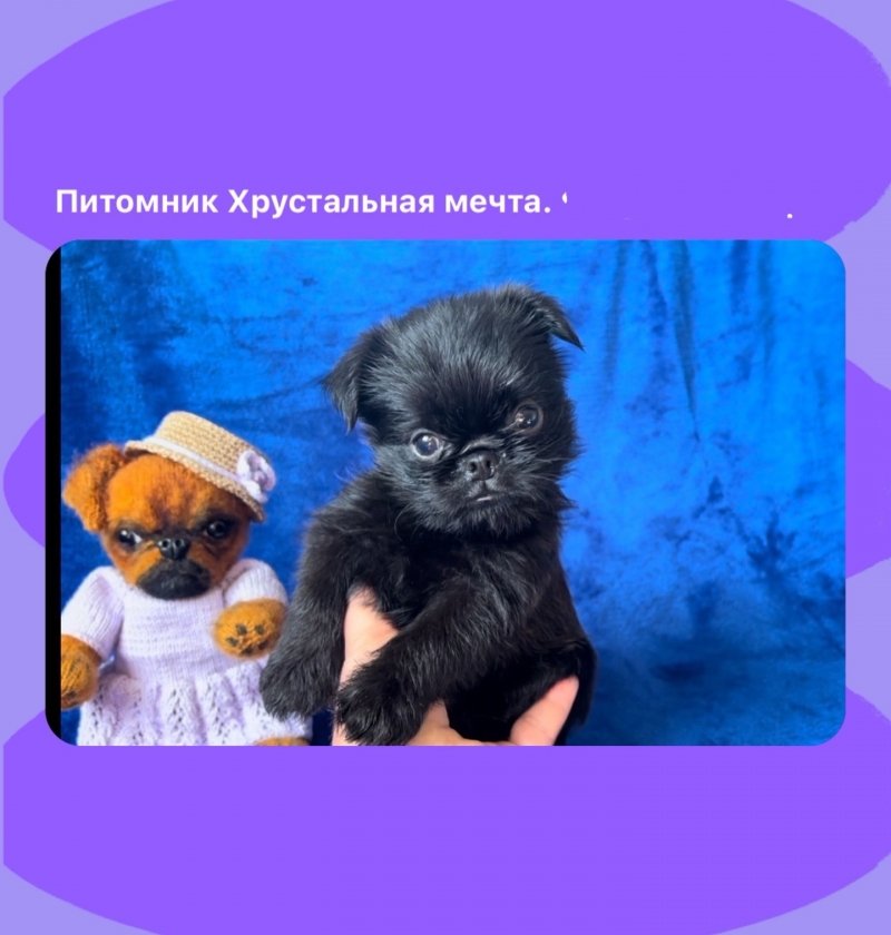 Гриффон, классный мальчик, РКФ