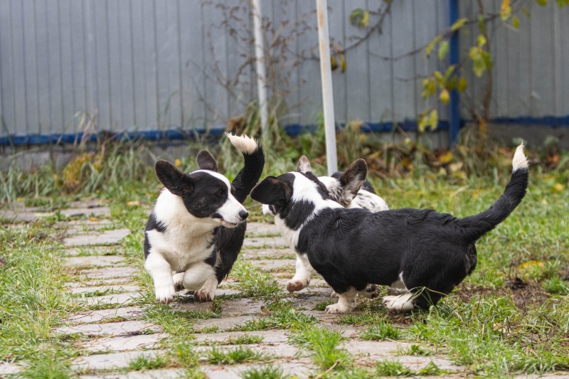 ����� ��������� ����������