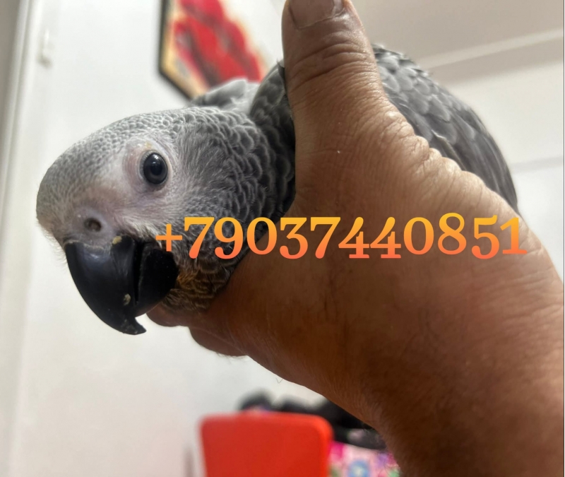 ���� - ������ ������ �� ���������
