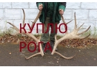 Рога Лося. Рога Оленя куплю