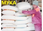 Мука