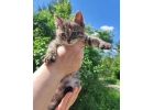 Ласковый котенок-девочка Дуся в дар