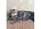 Британский котенок золотая шиншилла ny25
