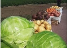 Отборные картошка, морковь, свекла, капуста и другие овощи от поставщика