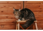 Котёнок Мейн-кун