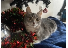 Кошка ищет дом