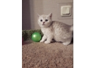 Роскошные британские котята серебристая шиншилла
