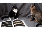 Котята Алиса и Морис Котовские в добрые руки