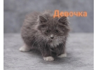 Котятки ищут заботливых родителей и самые лучшие семьи