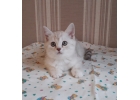Шикарный котенок девочка окрас крем шиншилла