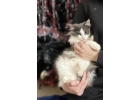 Котик кот ищет дом
