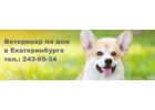 Ветеринар для кошки на дом в Екб