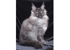 Котята мейн-кун яркие меховые крупные