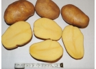 Продам картофель