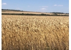 Продажа земель сельхозназначения