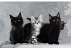 Котята мейн-кун крупные красивые разных окрасов