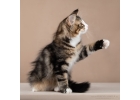 Норвежский лесной котнок