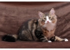 Норвежский лесной кот Джаспер