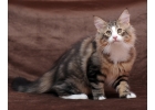 Котенок норвежский лесной
