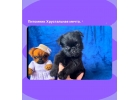 Гриффон, классный мальчик, РКФ